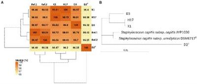 Phenotypic and genomic assessment of the potential threat of human spaceflight-relevant Staphylococcus capitis isolates under stress conditions